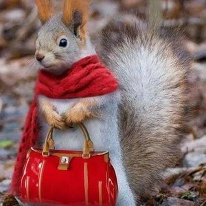 Meet your Posher, Chris anne